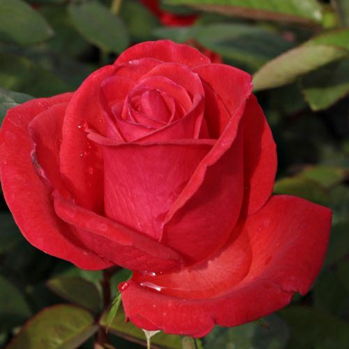 E-commerce, vendita, rose, in, vaso rose ibridi di tea - rosso - Rosa Señora de Bornas™ - rosa dal profumo discreto - Cebrià Camprubí Nadal - Perfetta rosa recisa, dalla fioritura duratura.